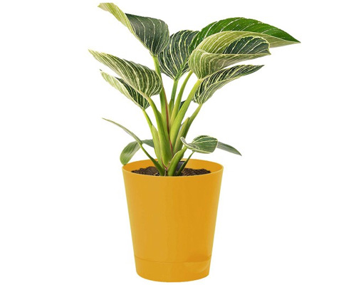 Yellow Artificial Plant With Pot